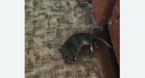 Дезинфекция от мышей в Семикаракорске