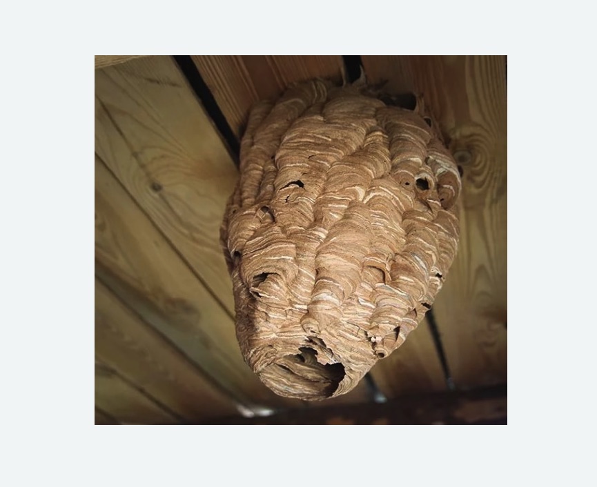 обработка от шершней в Семикаракорске