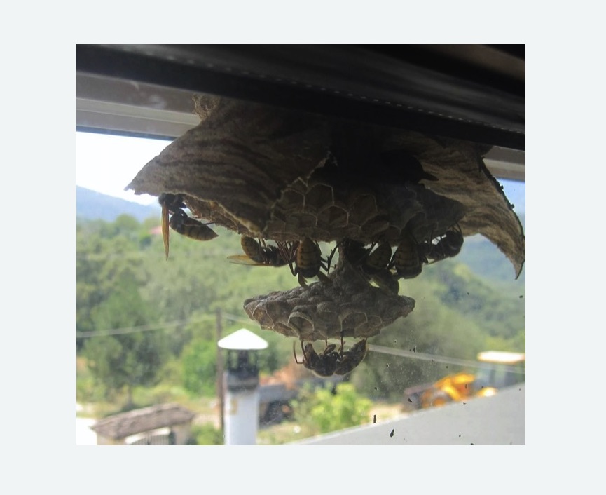 Уничтожение гнёзд шершней в Семикаракорске