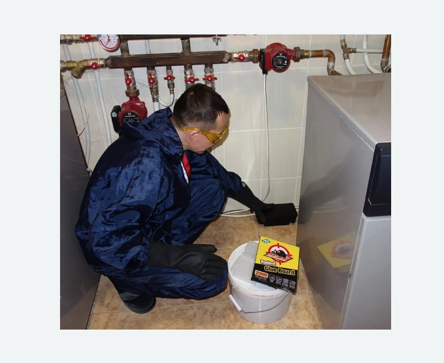 Уничтожение крыс в Семикаракорске