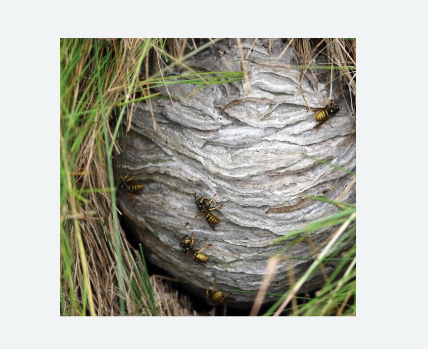 Уничтожение ос и ульев в Семикаракорске